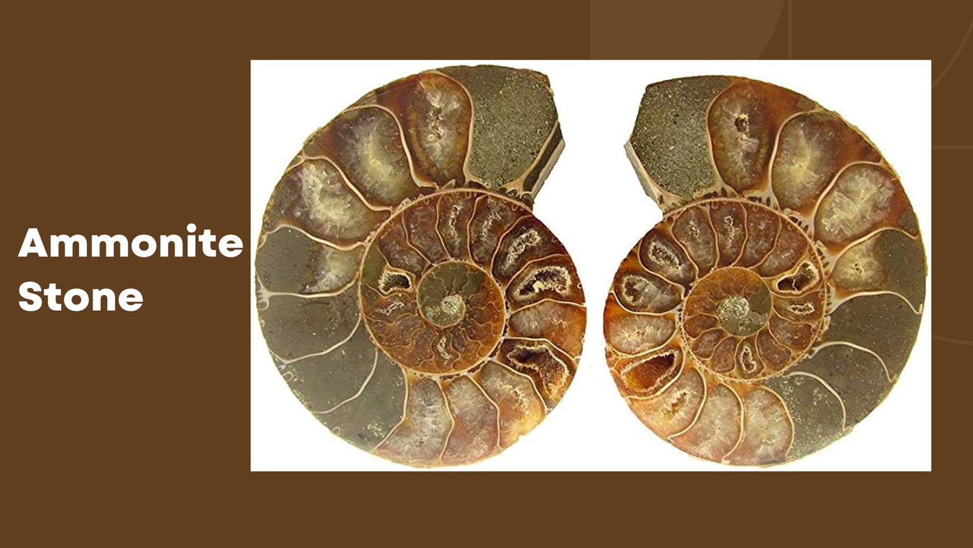Ammonite Stone - The Hard Rock Fossil!