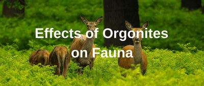 Effects of Orgonites on Fauna