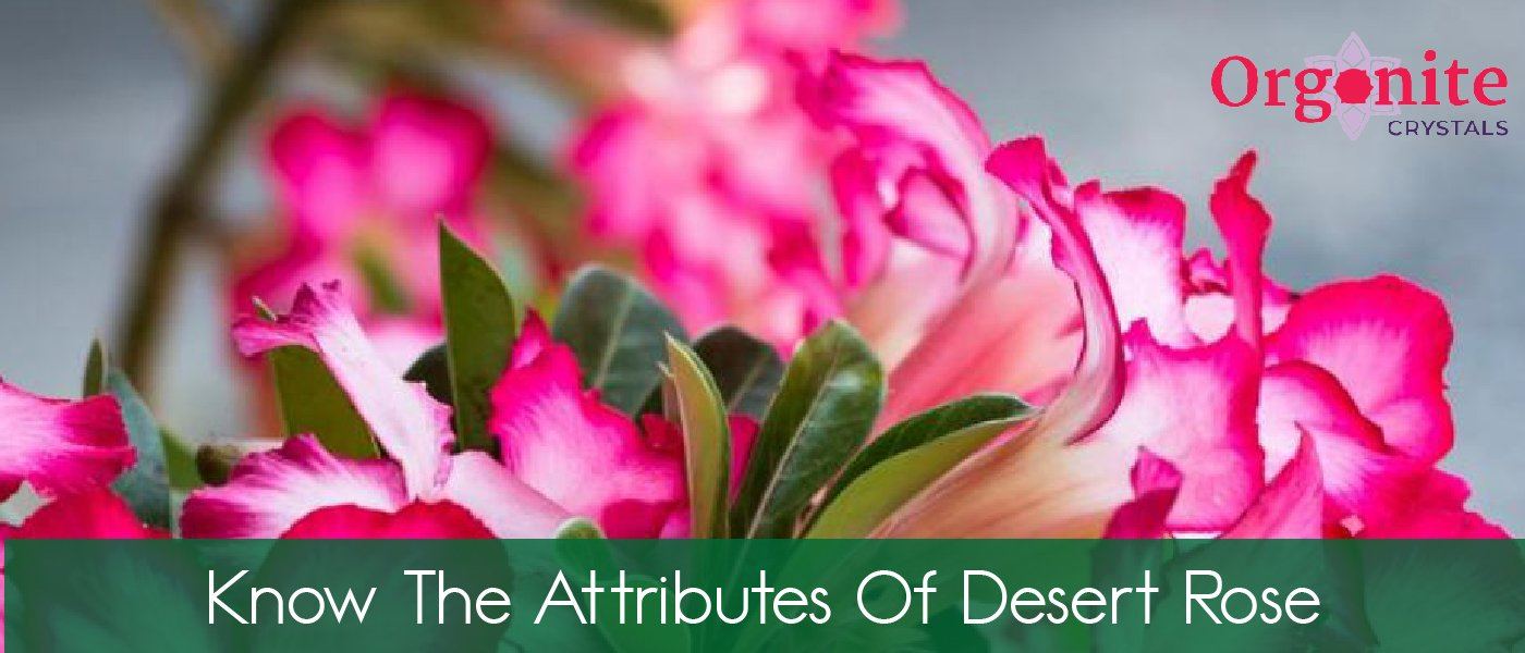 Know the attributes of Desert Rose