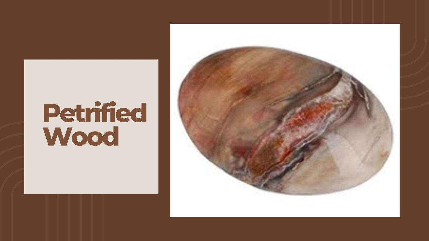 Petrified Wood - The Coolest Pet Rock of All Time!